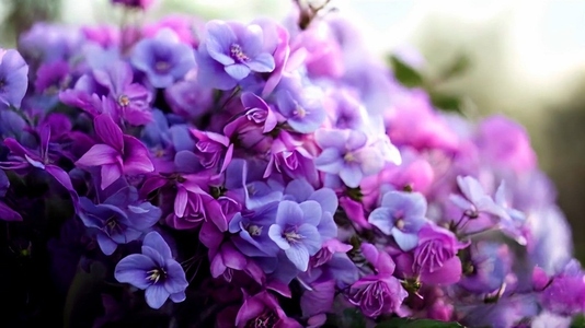 Close up of vibrant purple and pink flowers in full bloom agains