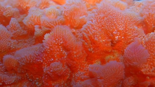 Close up of vibrant orange Red Coral polyps underwater