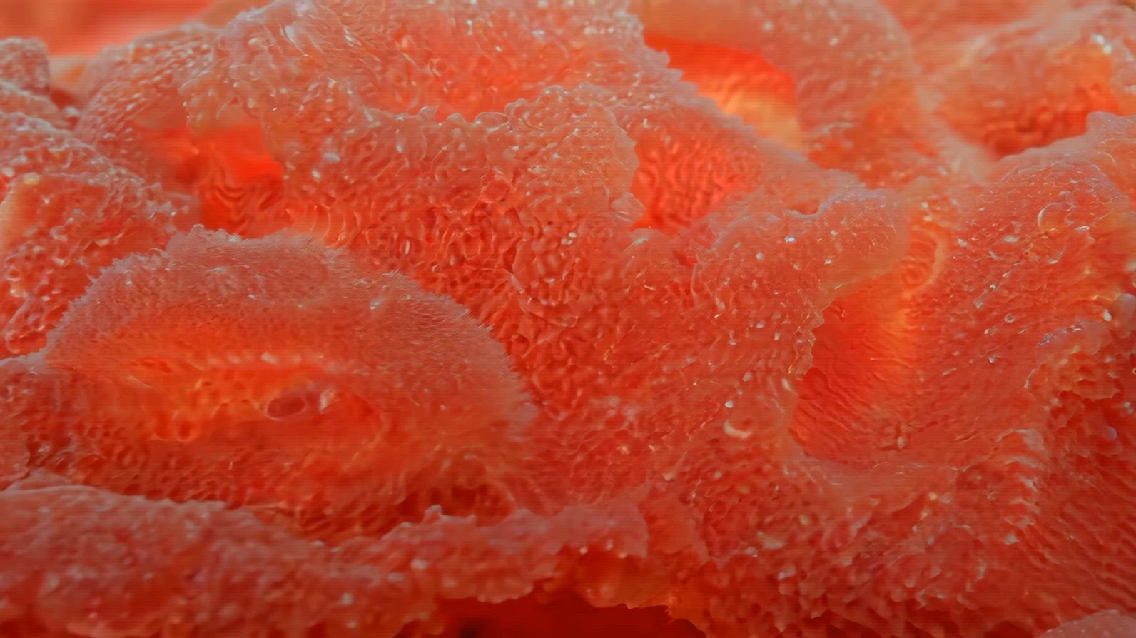 Close-up of a vibrant red coral texture with intricate patterns