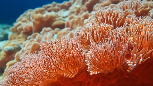 Close up of vibrant Red Coral polyps underwater