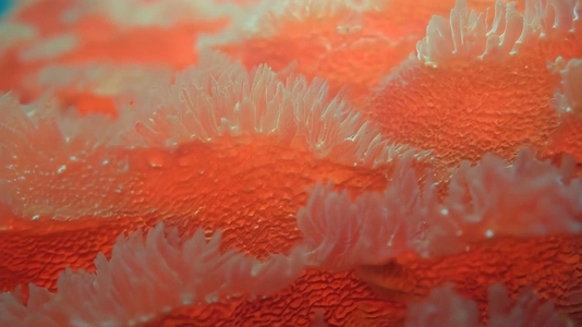 Close up of Red Coral polyps with intricate textures