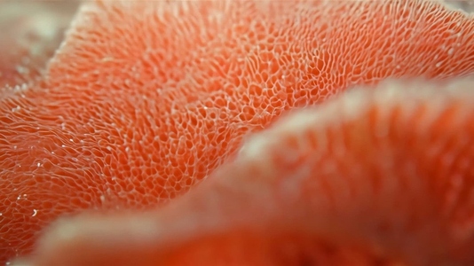 Close up of a Red Coral reef with intricate textures