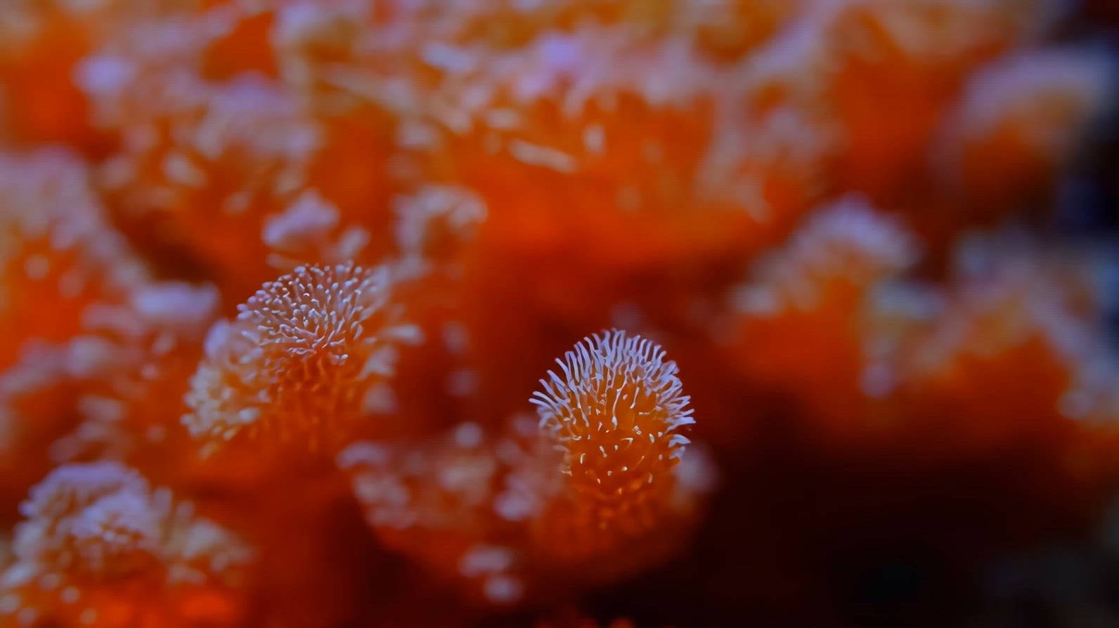 Close-up of vibrant orange Red Coral polyps underwater