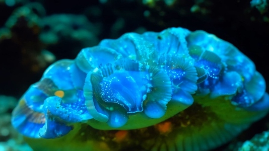 A close up view of a vibrant  bioluminescent Tridacna jellyfish