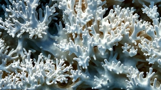 White coral formations showcasing intricate textures pattern
