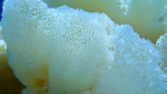 White Coral texture  showcasing intricate patterns