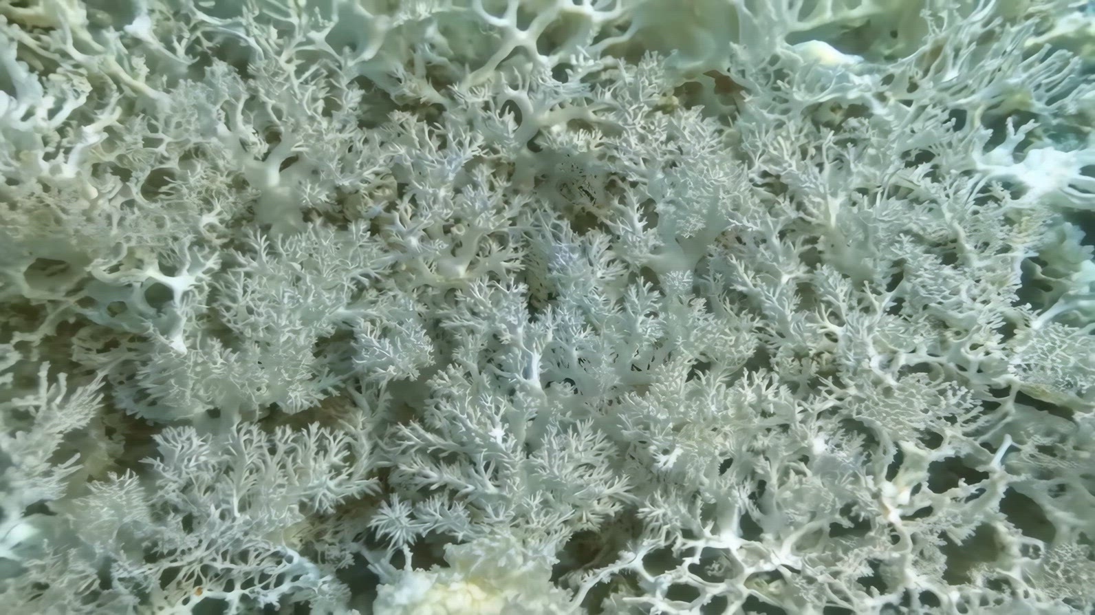 Intricate White Coral formations under the sea
