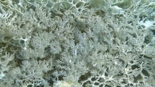 Intricate White Coral formations under the sea