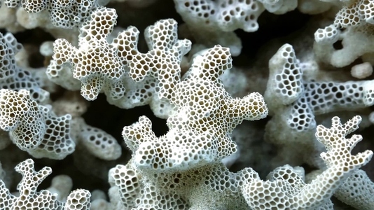 Intricate coral structures showcasing their unique hexagonal