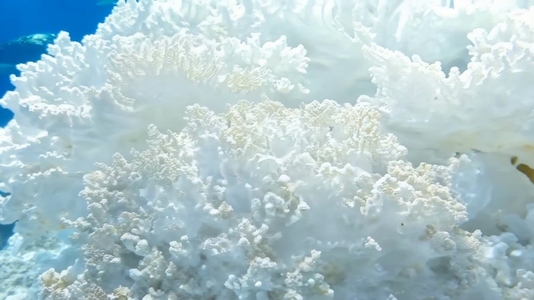 White coral formations underwater showcasing intricate textures
