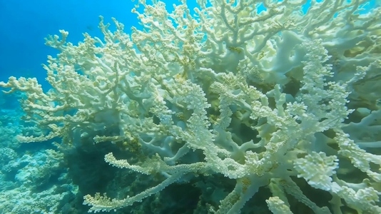 Underwater view of vibrant White Coral formations