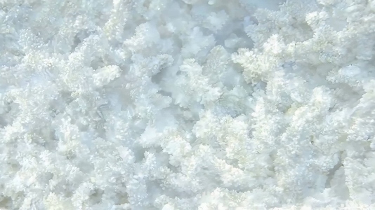 White coral formations under water showcasing intricate texture