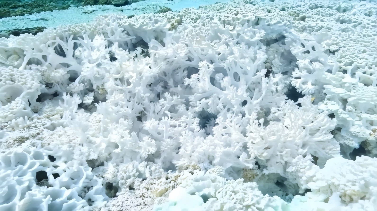 Bleached White Coral reefs, showcasing a variety of white coral