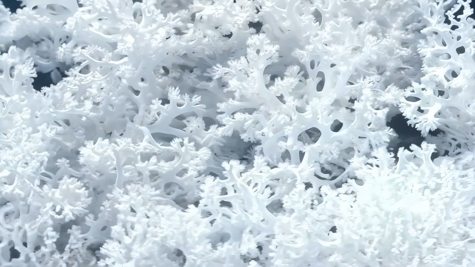 Intricate white coral formations, showcasing their delicate