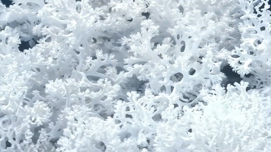 Intricate white coral formations showcasing their delicate