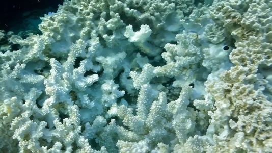 A vibrant underwater scene showcasing a dense White Coral reef