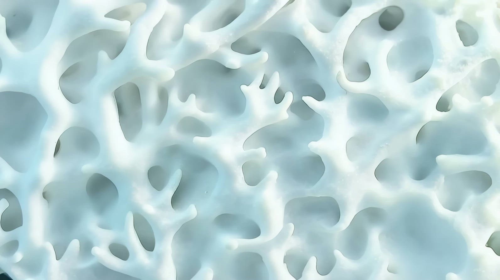 Intricate White Coral structure with a light blue hue