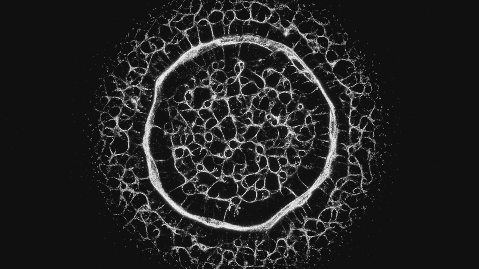 Fractal Network Growth