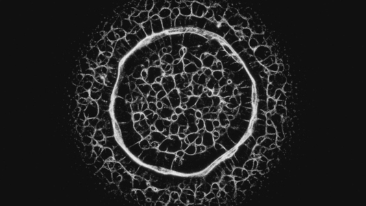 Fractal Network Growth