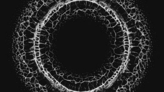 Organic Fractal Ring