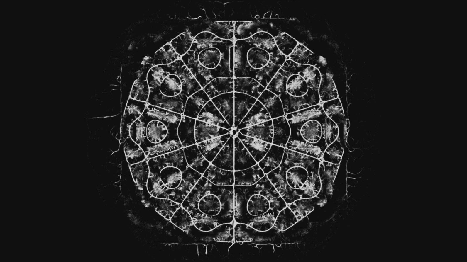 Organic Cymatic Patterns in Fungal Networks