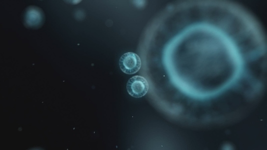 Cell Division Sequence   Medical VFX 3