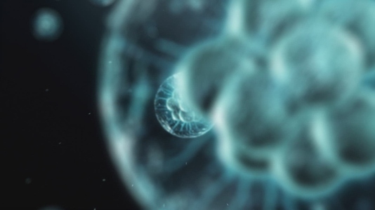 Cell Division Sequence   Medical VFX 4