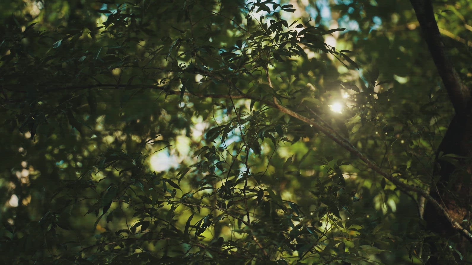 Fairies Dancing in The Woods  1