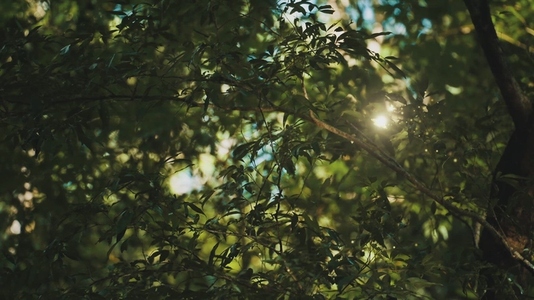 Fairies Dancing in The Woods  1