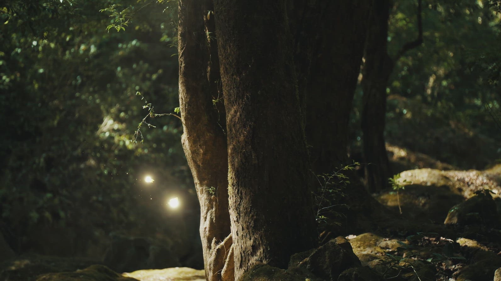 Fairies Dancing in The Woods  2