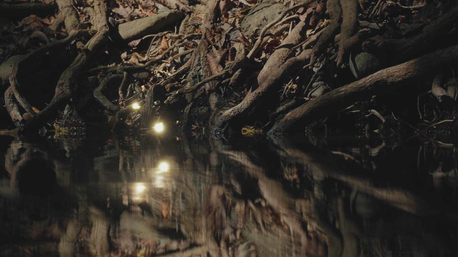 Fairies Dancing in The Woods  3