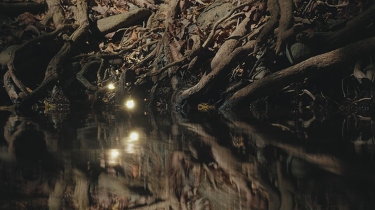 Fairies Dancing in The Woods 3