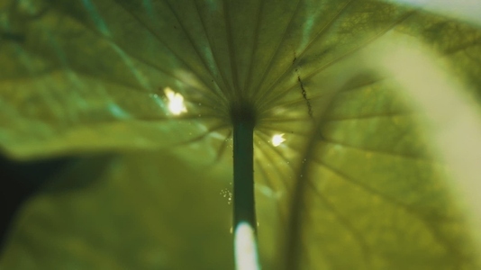 Fairies Dancing in The Woods  4