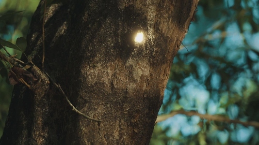 Fairies Dancing in The Woods  6