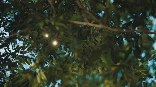 Fairies Dancing in The Woods  5