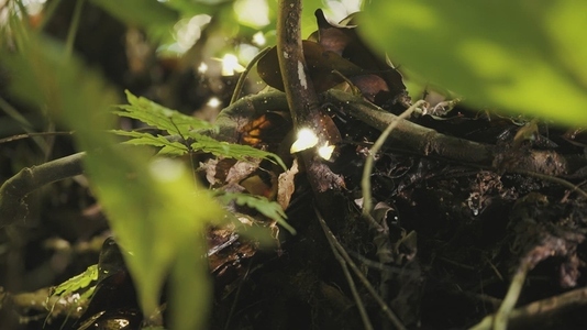 Fairies Dancing in The Woods  7