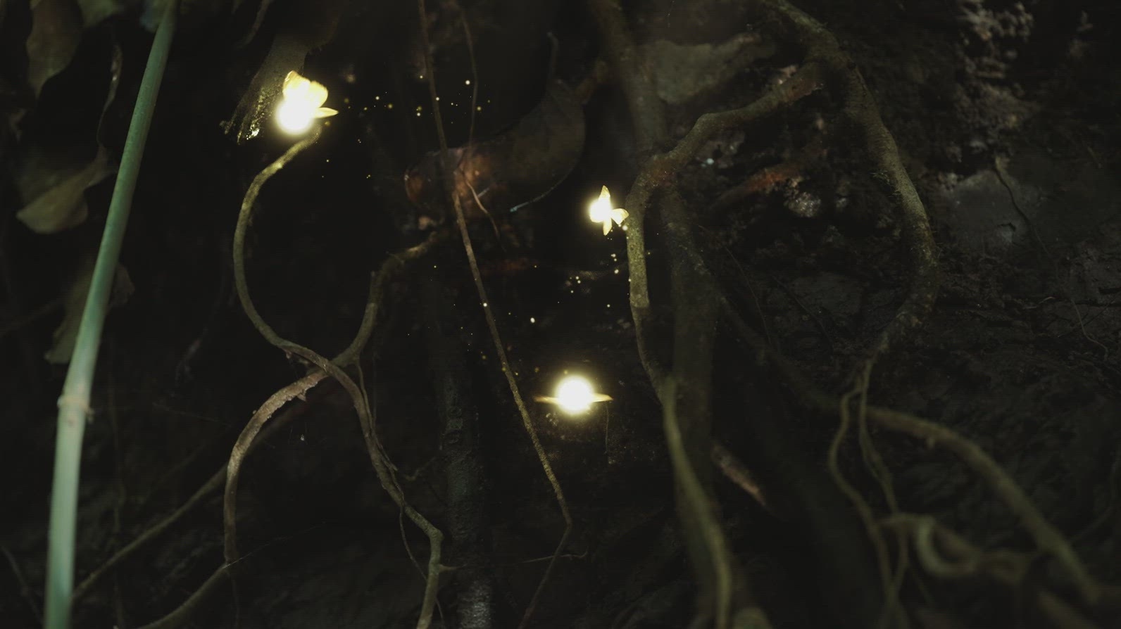 Fairies Dancing in The Woods  8