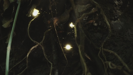 Fairies Dancing in The Woods  8