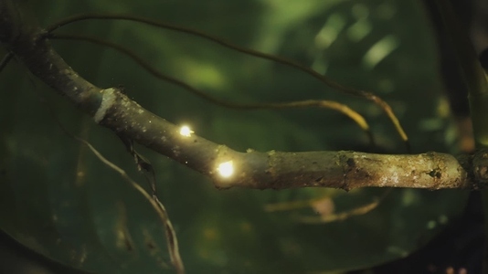 Fairies Dancing in The Woods  9