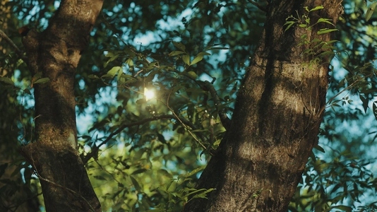 Fairies Dancing in The Woods 10