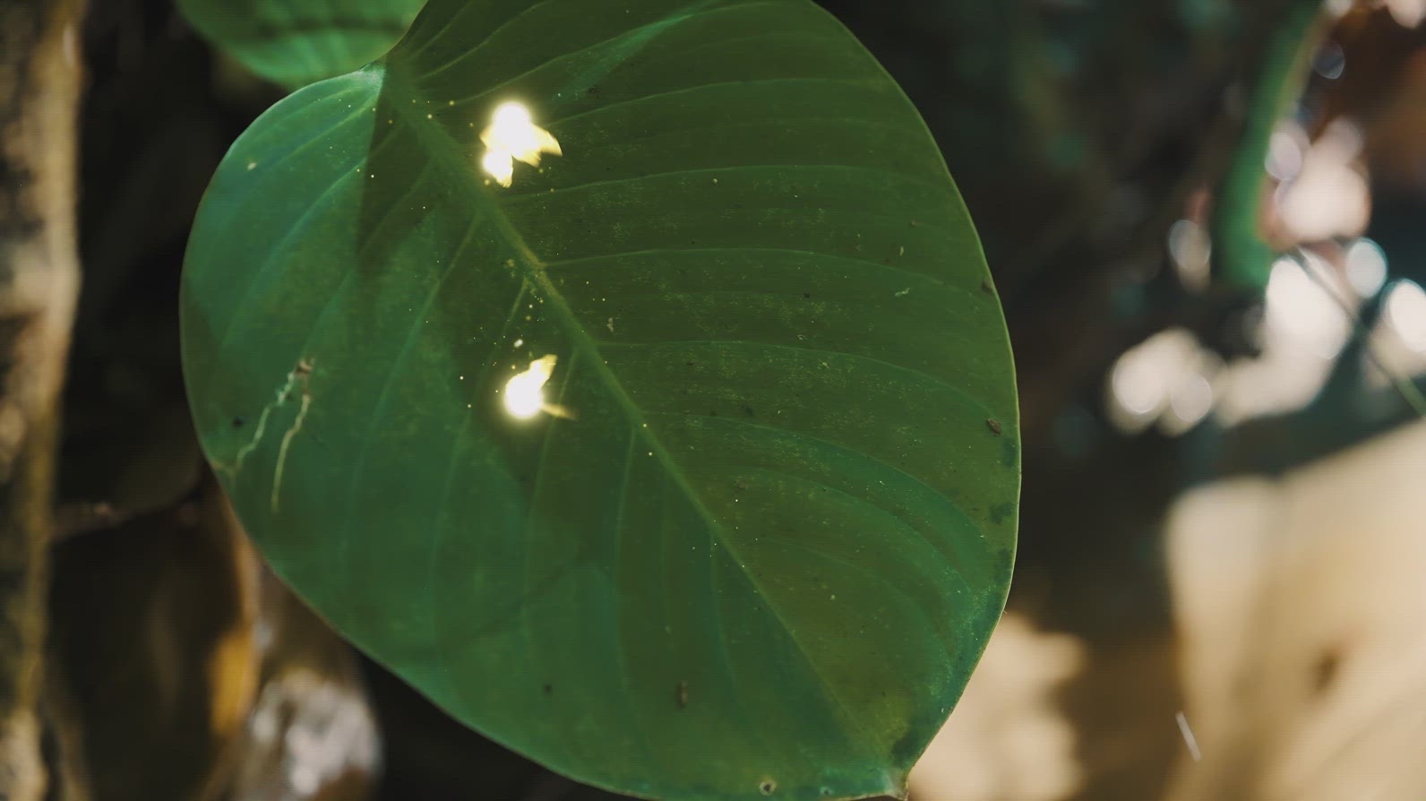 Fairies Dancing in The Woods  11