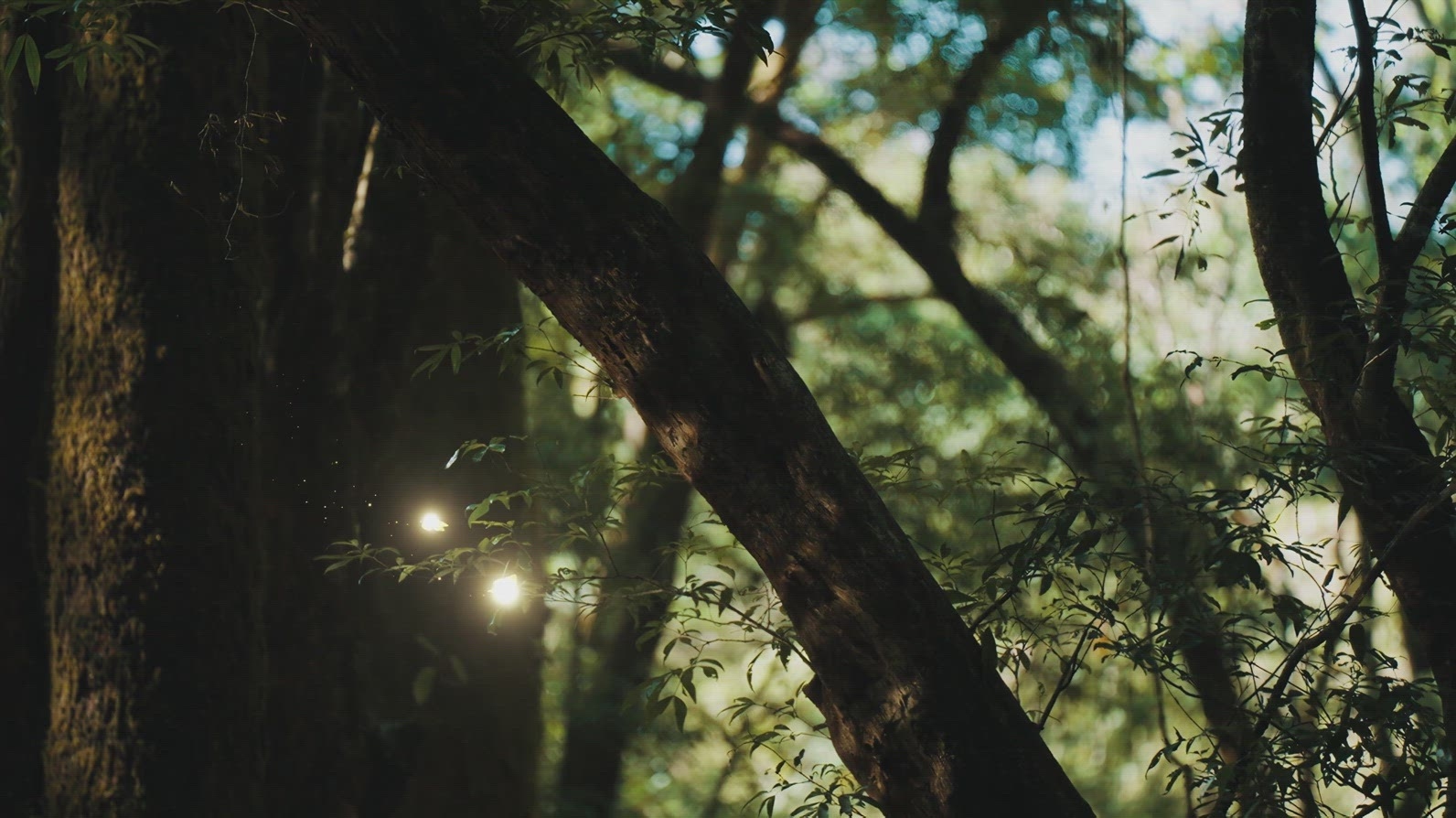 Fairies Dancing in The Woods  12