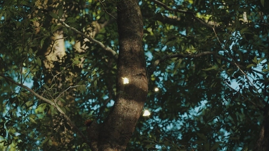 Fairies Dancing in The Woods  13