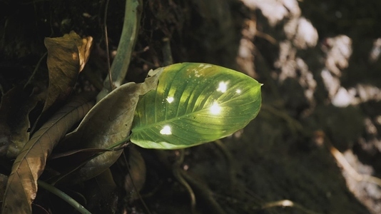 Fairies Dancing in The Woods  14