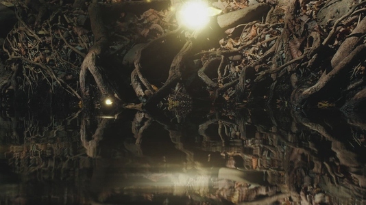 Fairies Dancing in The Woods 15