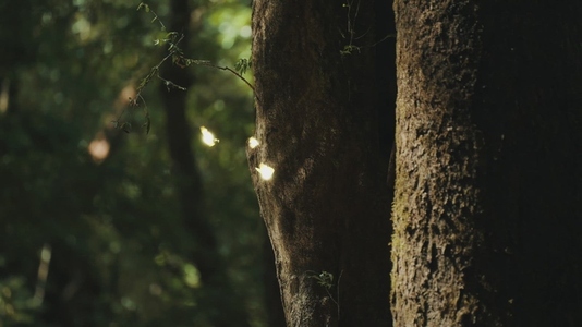 Fairies Dancing in The Woods  16