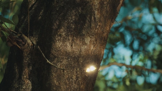 Fairies Dancing in The Woods  17