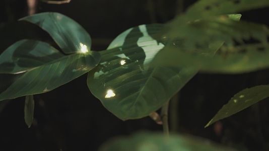 Fairies Dancing in The Woods  18