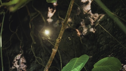 Fairies Dancing In The Woods  19