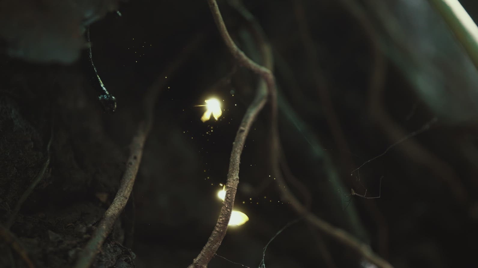 Fairies Dancing In The Woods 20